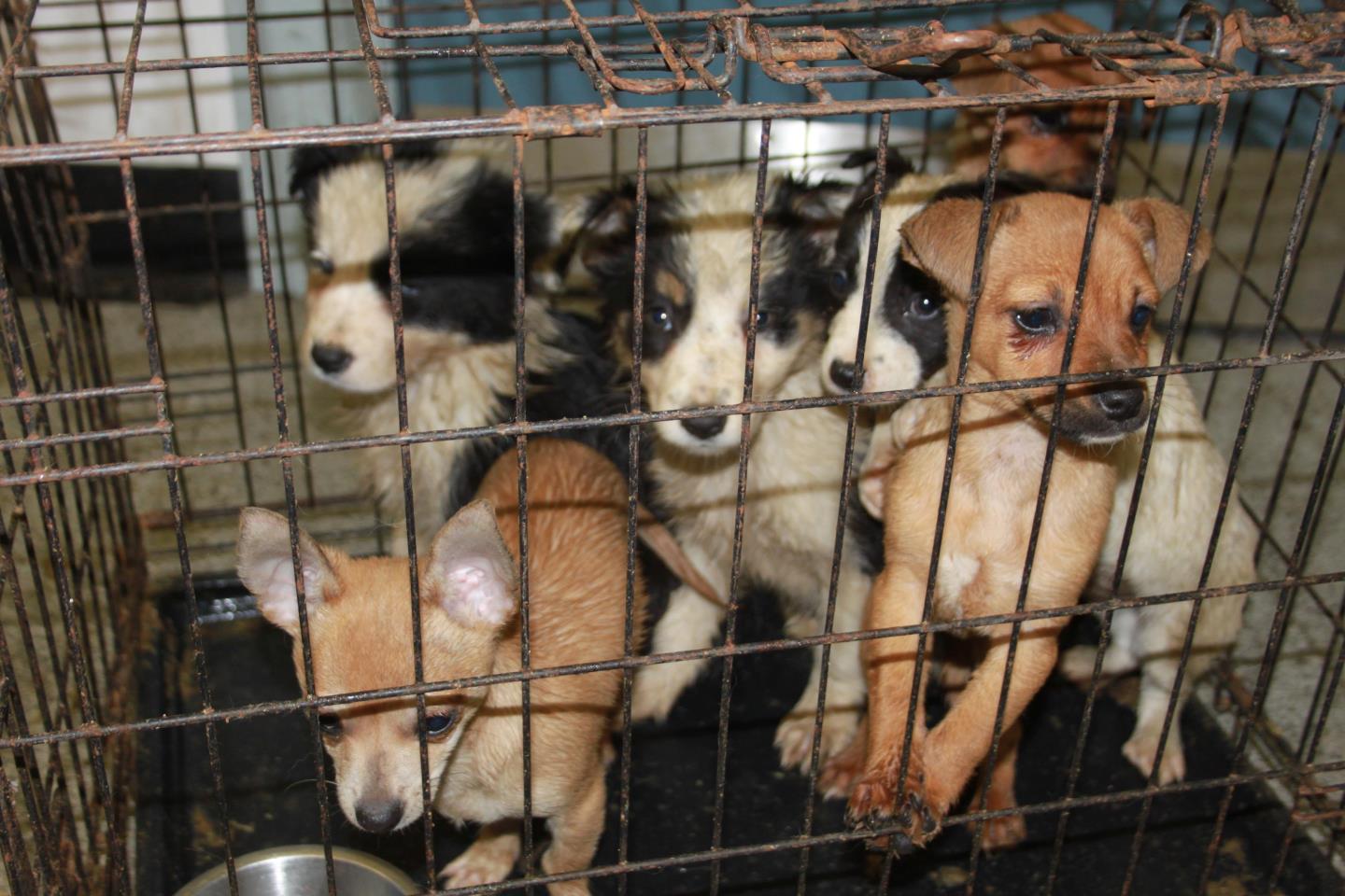 are puppy mills illegal in the uk