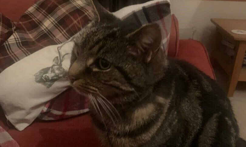 Cat missing for 11 years shows up 80 miles from Forres home - now owner ...