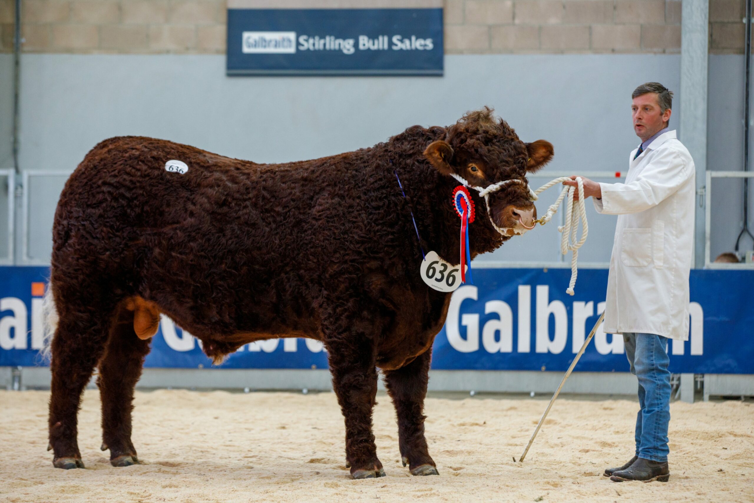 Stirling Bull Sales February 2022 Salers champion sells for 8,000gn