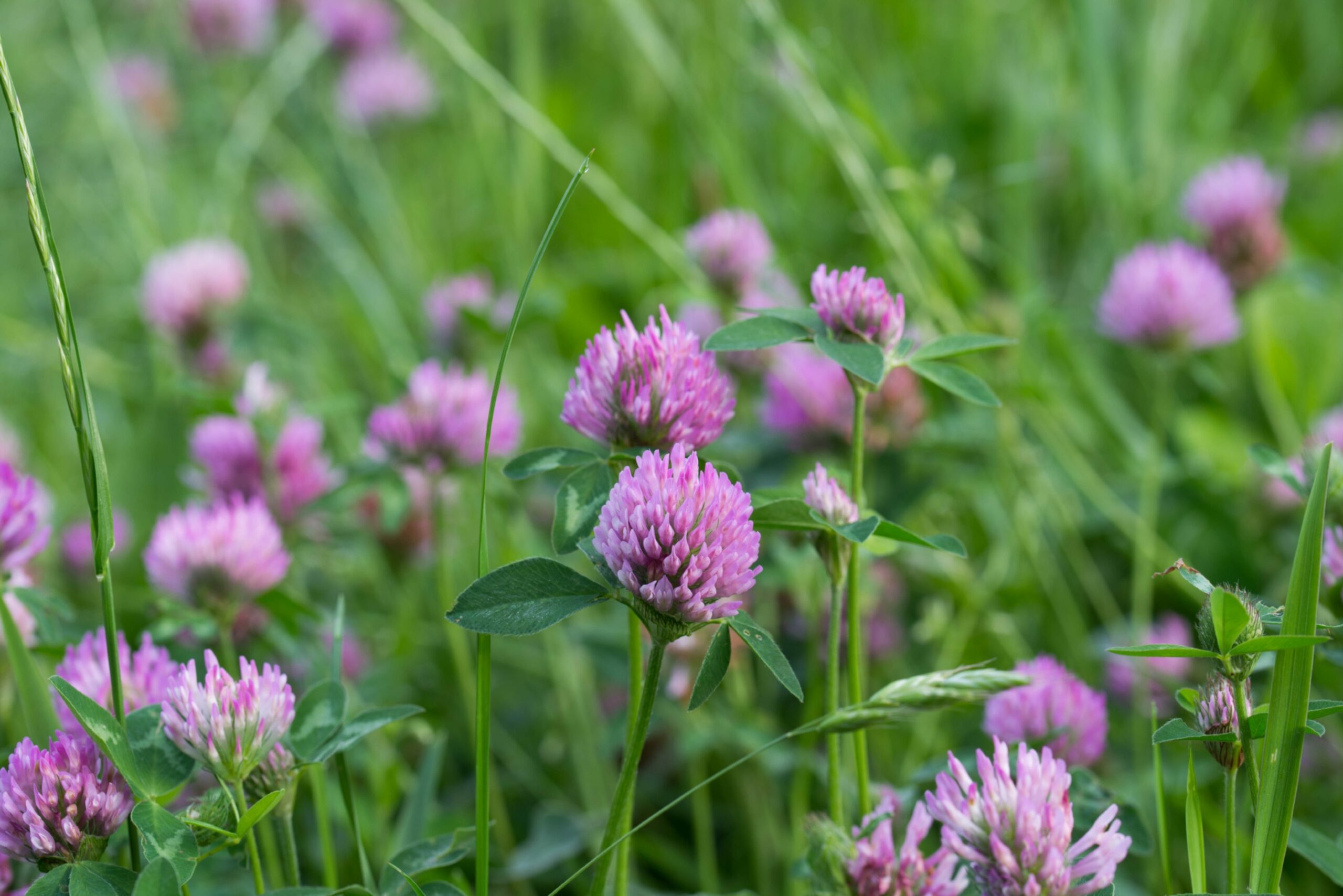 Farmer-led study shows sheep can safely be grazed on red clover