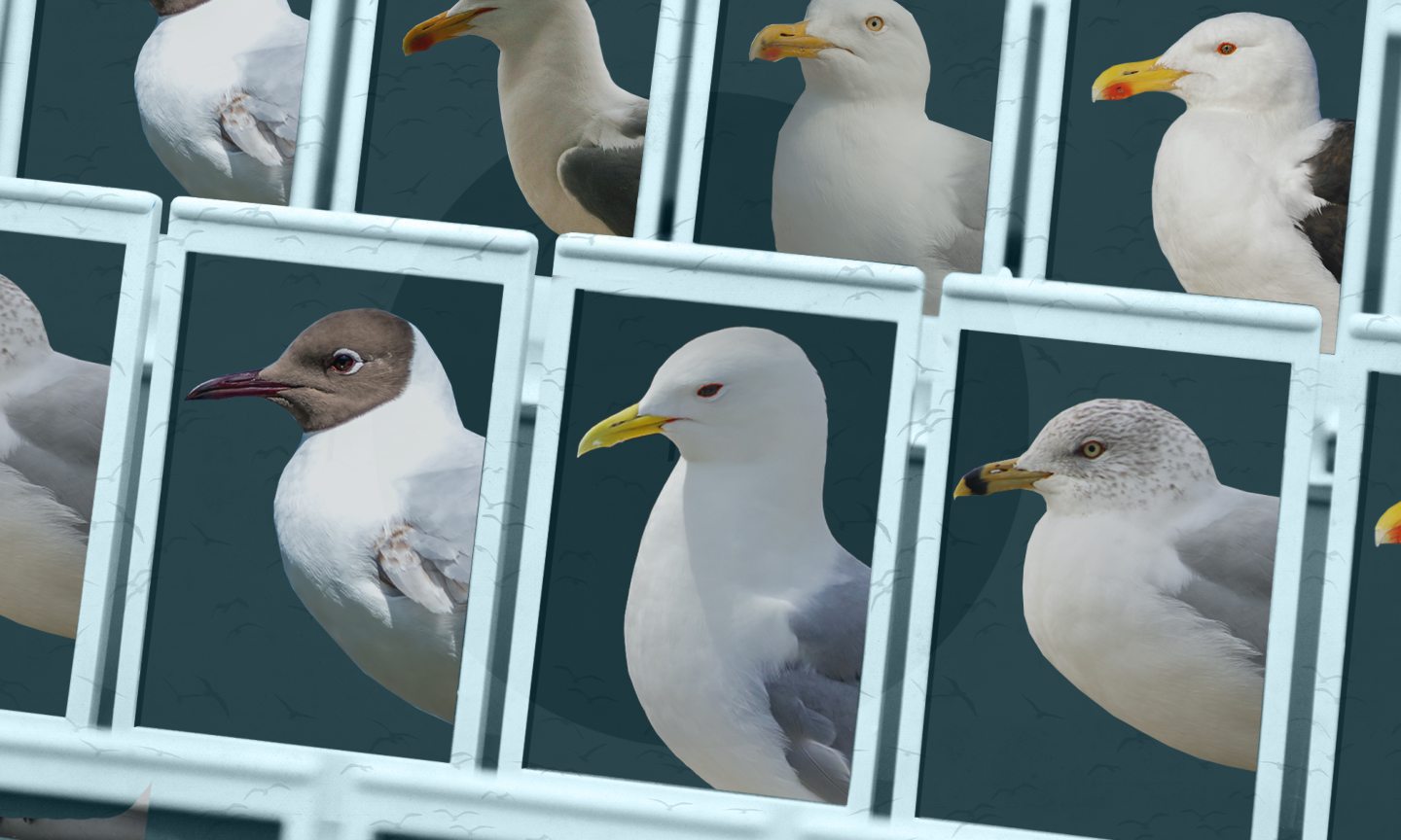Gull identification guide What are the different types of gulls?