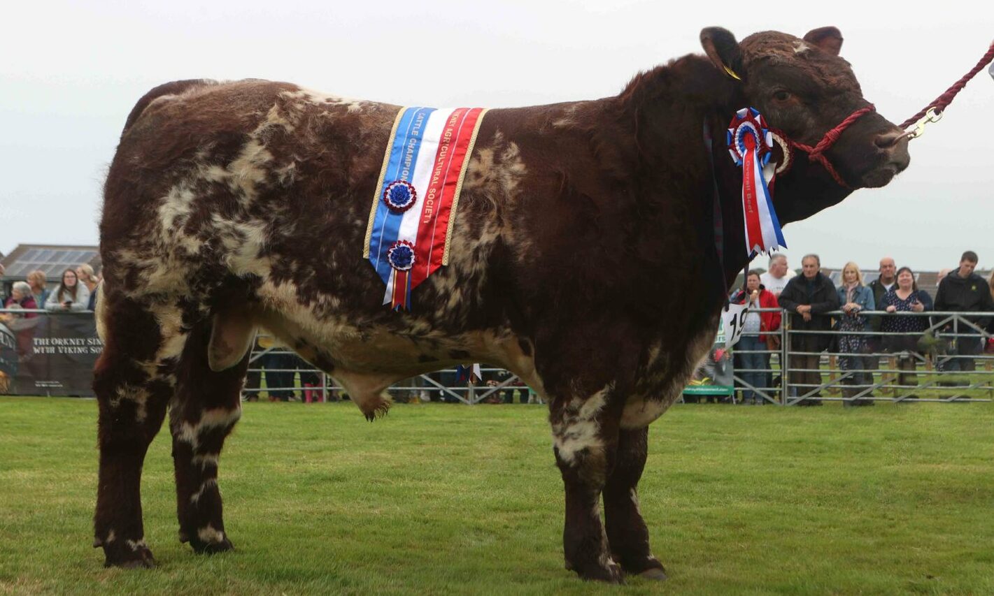 Rupert is star of Orkney's County Show