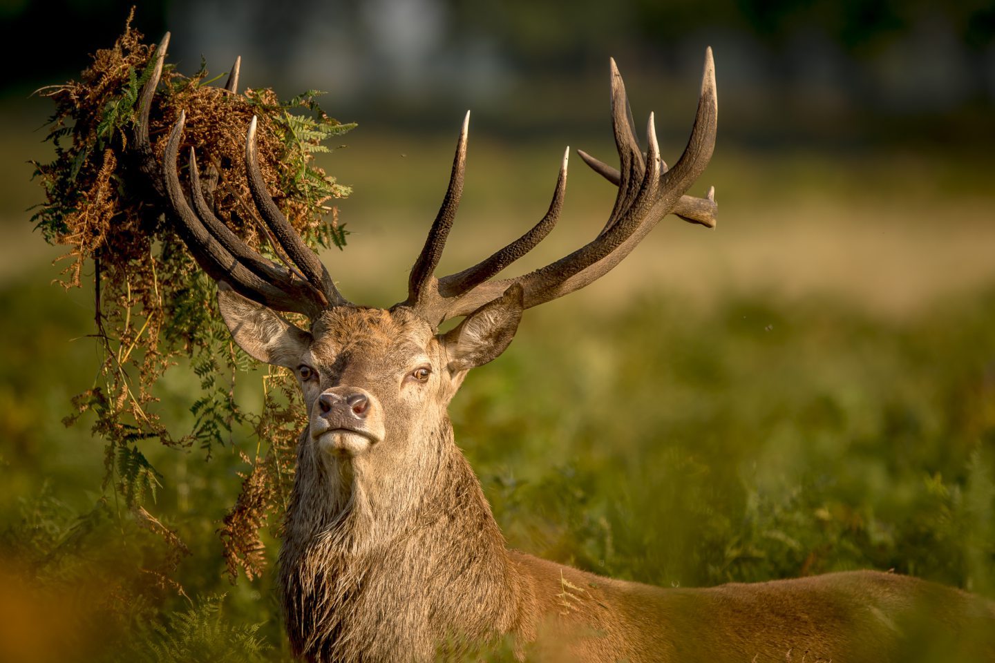 Cash plea to clear Highland rainforest of rhododendron and deer