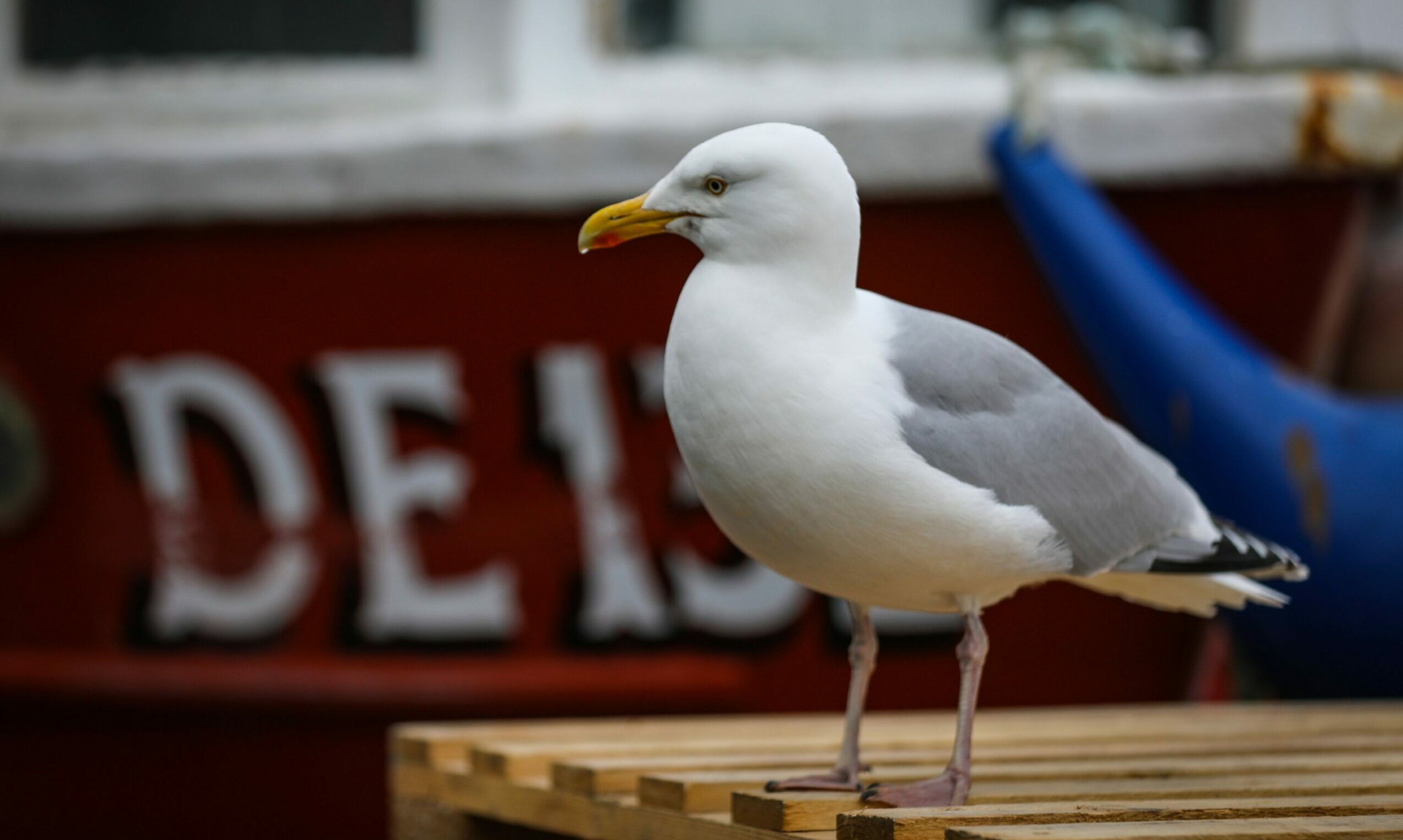 Readers' letters: Aberdeen seagulls and salmon farming