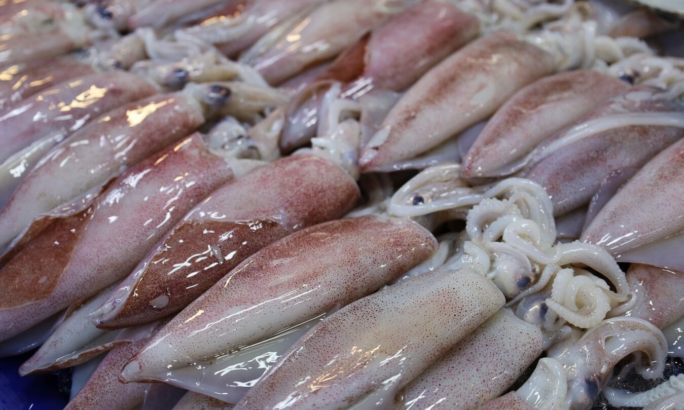 Squid at record levels in Shetland waters