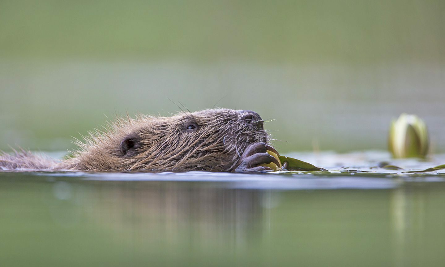 Charity hopes to return beavers to Highland glen 400 years after they ...