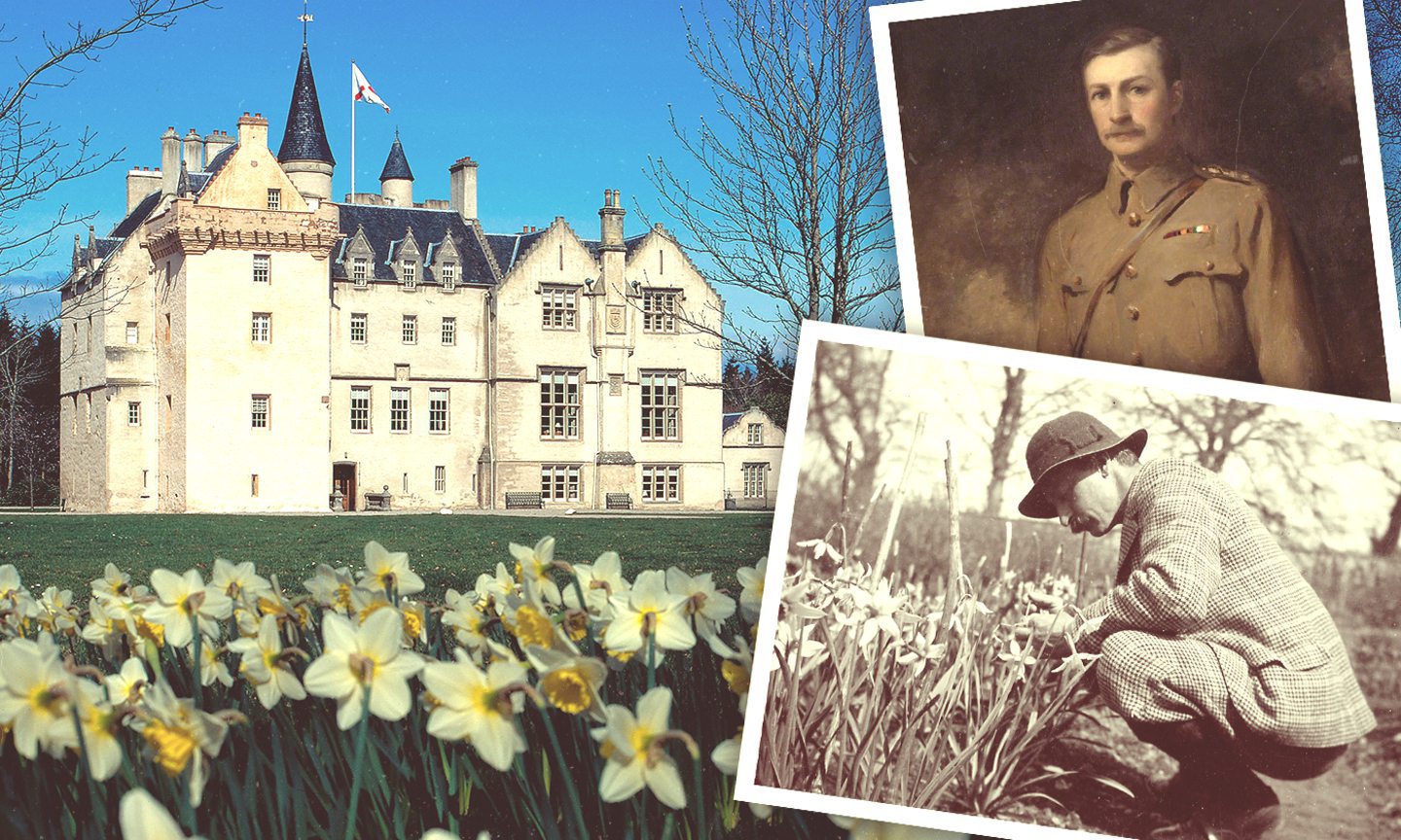 See 116 varieties of daffodils in Brodie Castle s historic collection