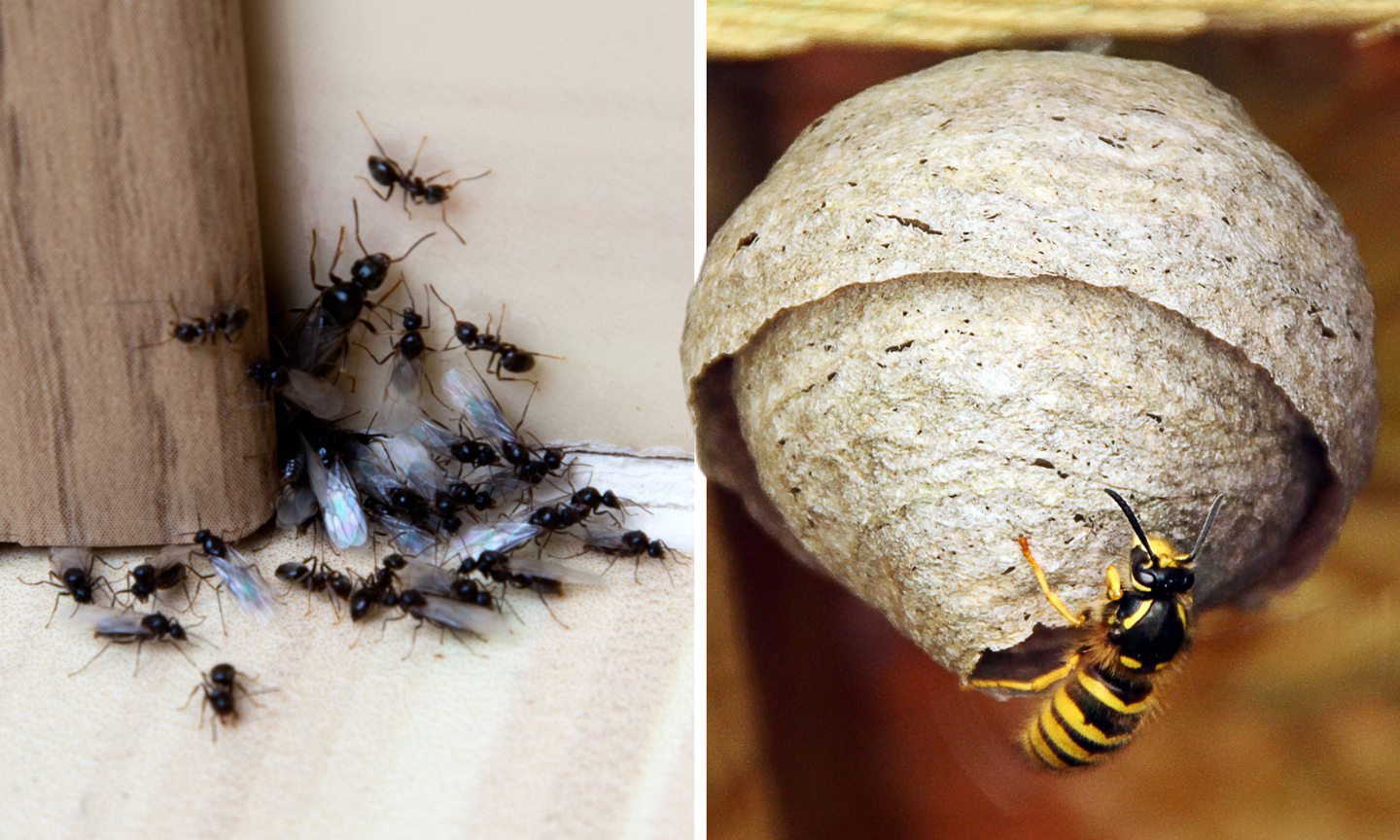 Ants and wasps the most common pests found in Moray schools