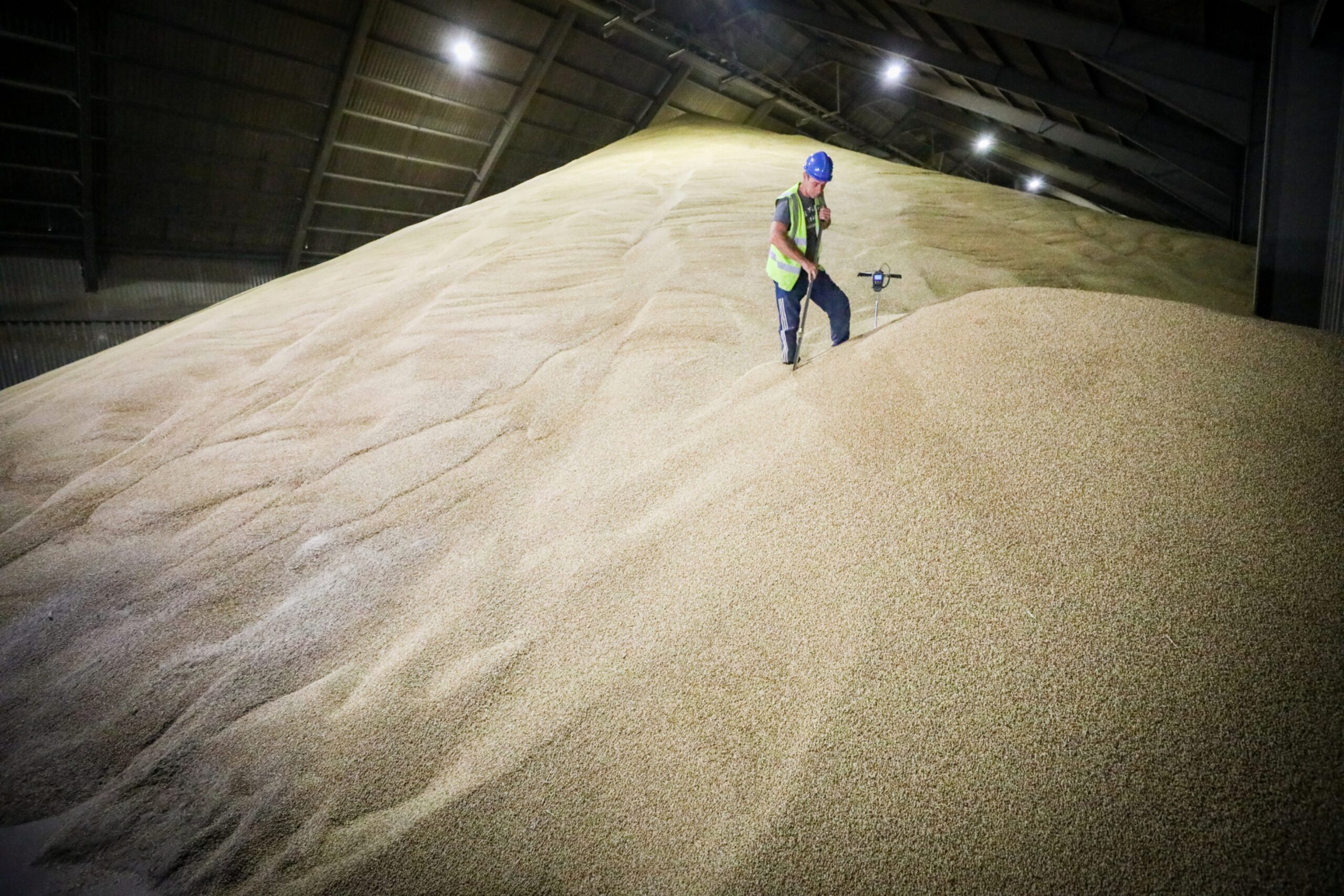 Malting barley and milling wheat now at record premium