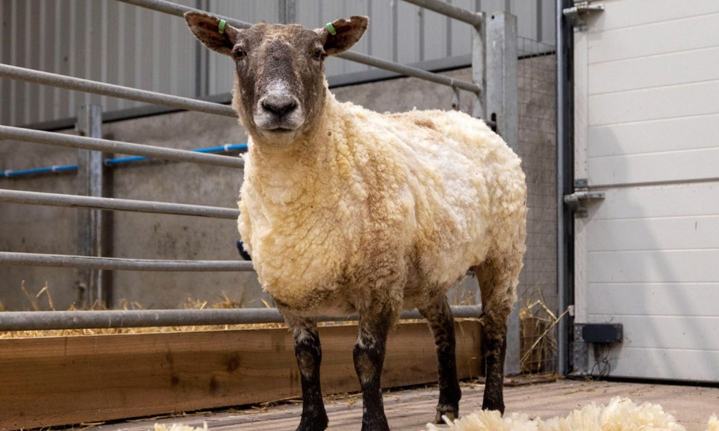 How Fiona went from the loneliest to the most famous sheep