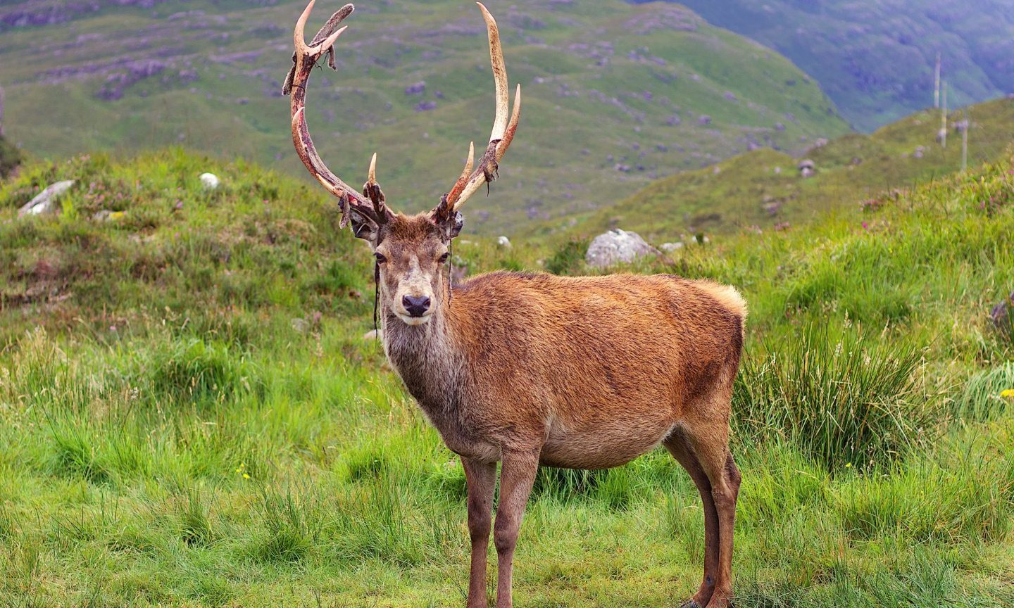 Callum the stag from Beinn Eighe car park in Torridon 'put down'