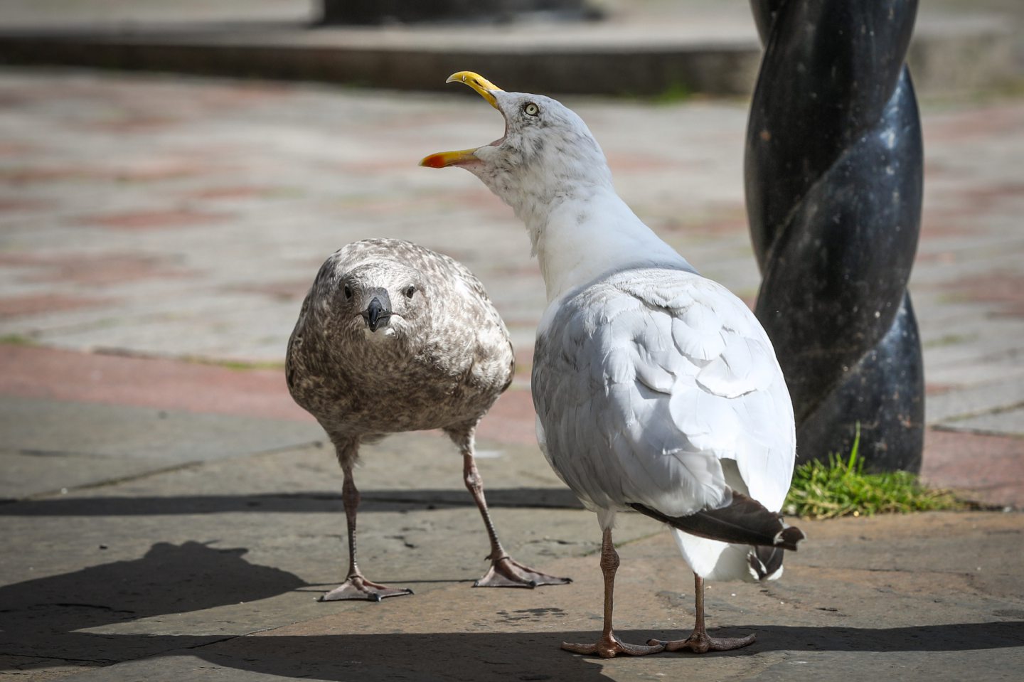 Seagulls ‘guilty’ of interrupting proceedings at region’s courts