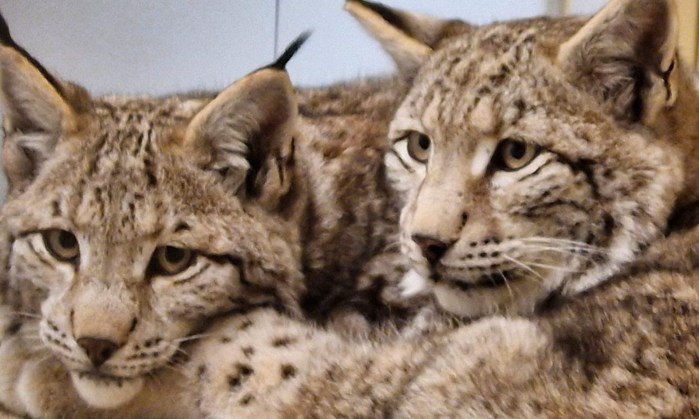 Fundraiser launched to help lynx rescued in the Highlands  