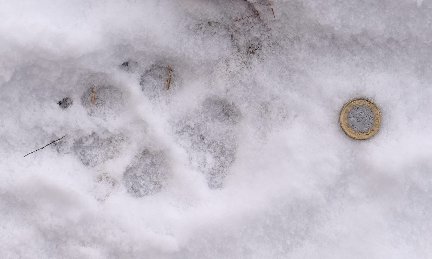 Trappers track paw prints in snow during search for two Lynx