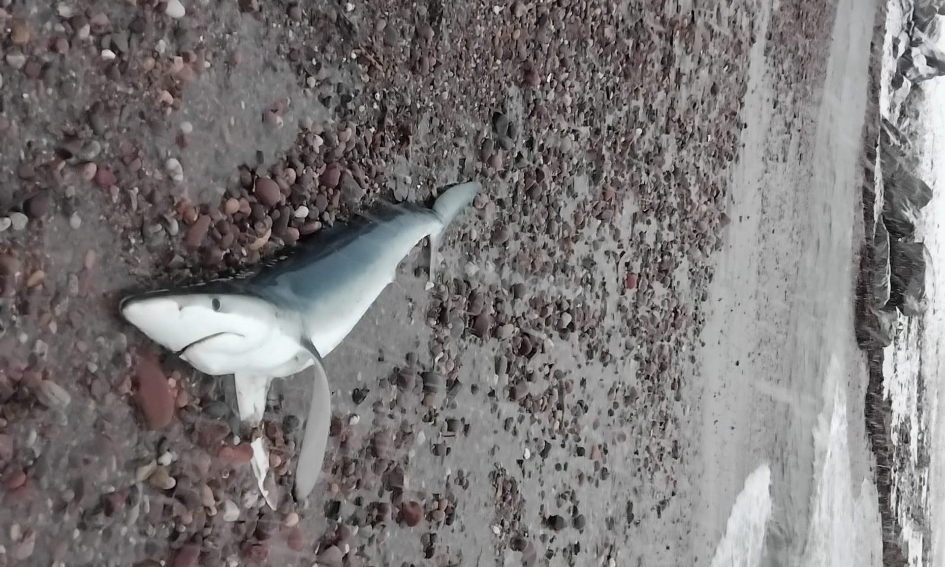 Stonehaven resident helps struggling shark washed up on beach