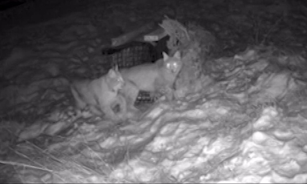 Footage shows second lynx pair on the loose in the Cairngorms