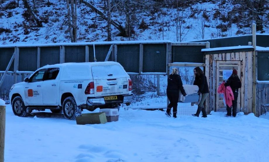 Lynx loaded into back of truck bound for Edinburgh Zoo