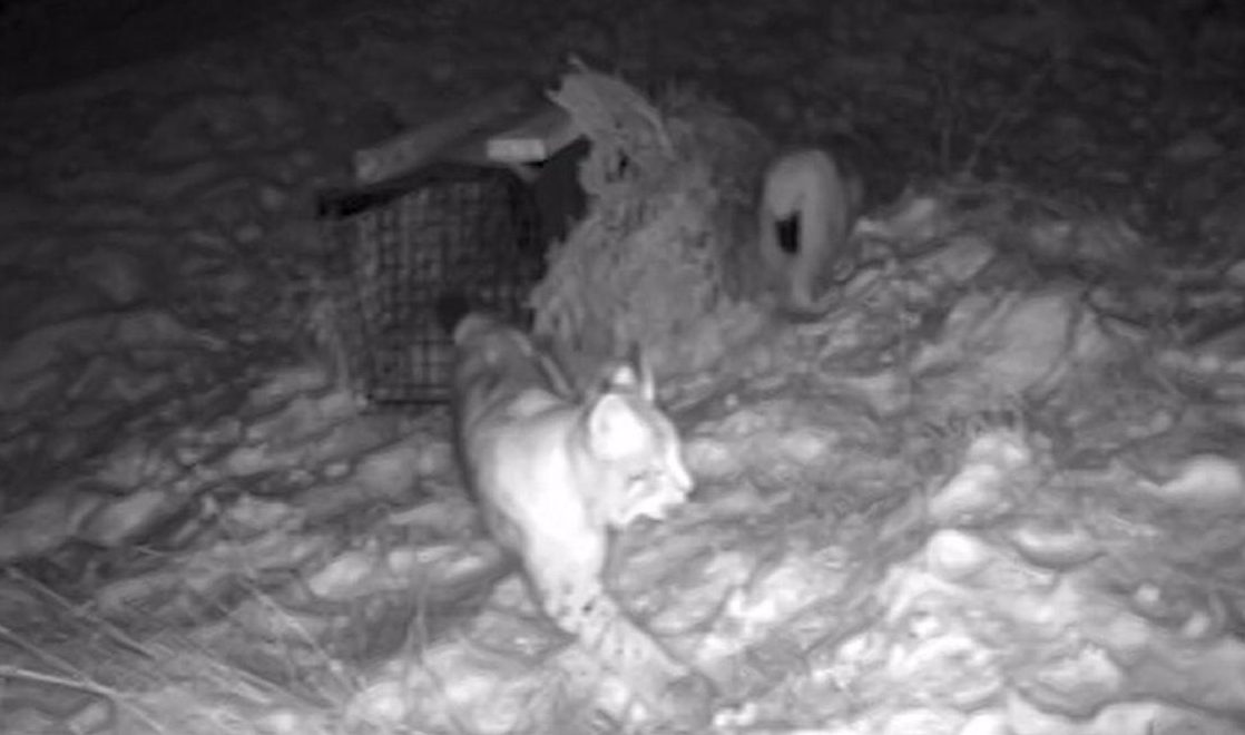 Second pair of lynx captured in Cairngorms