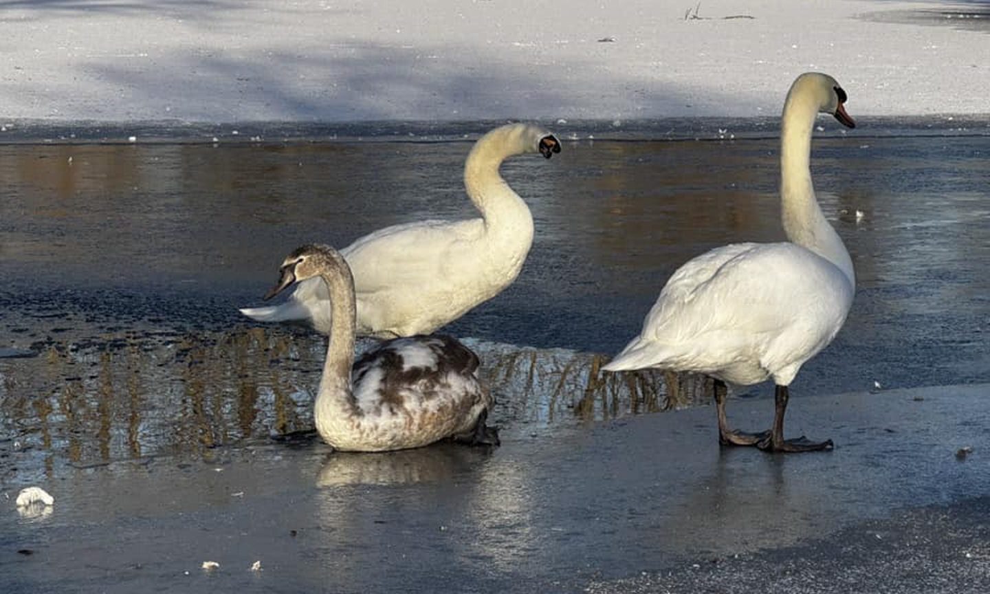 ‘Terrified’ Elgin swan runs onto road and sustains injury after dog